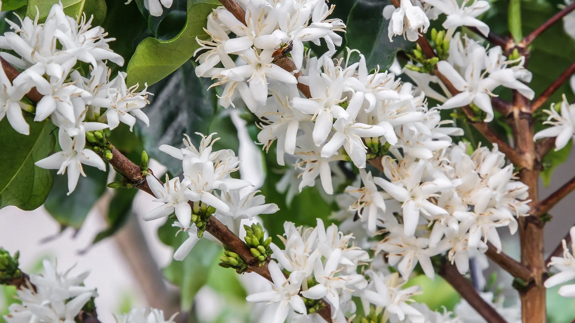 Coffee flowering process